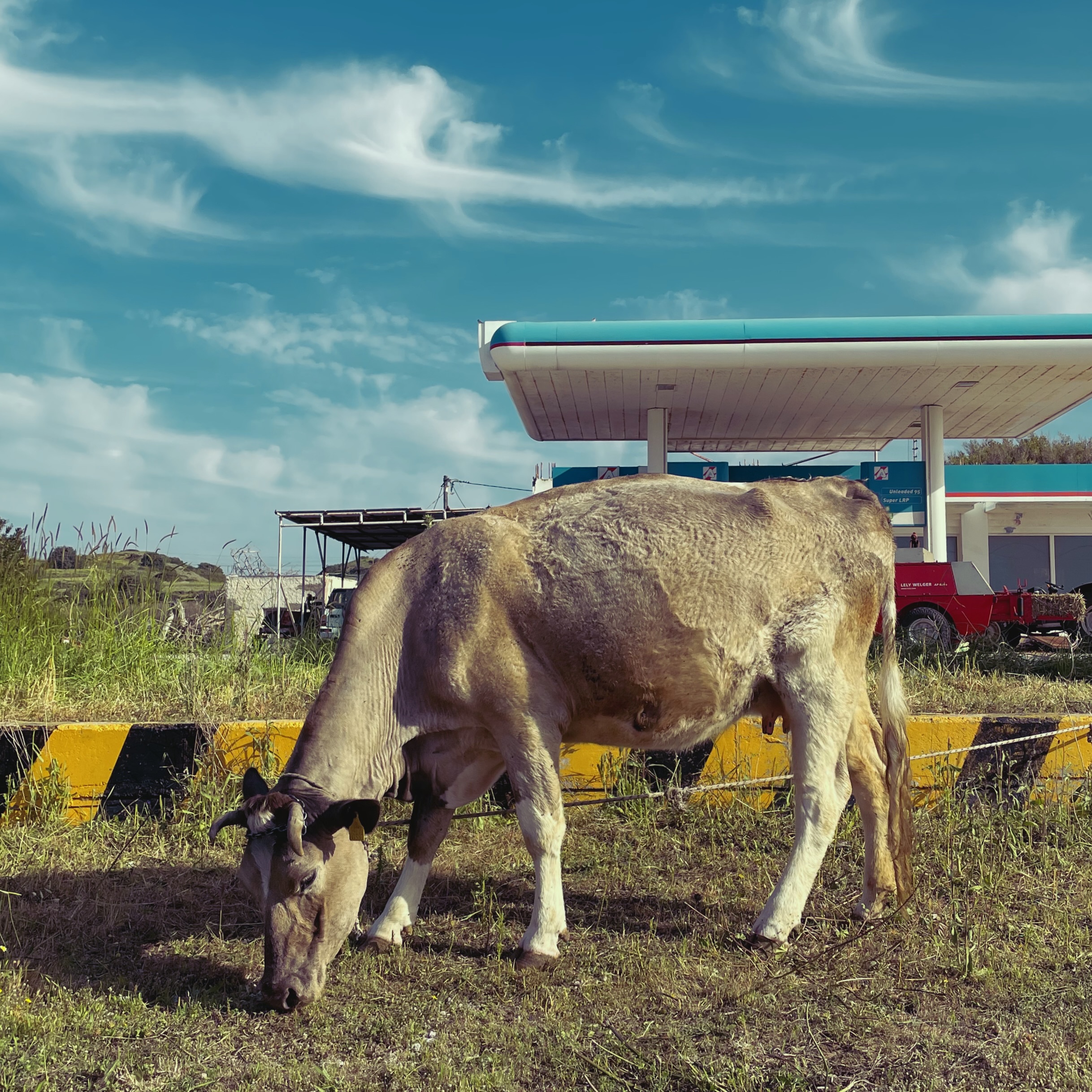 Αγελάδες 🐄 ή: γιατί υπάρχει αυτό το ιστολόγιο